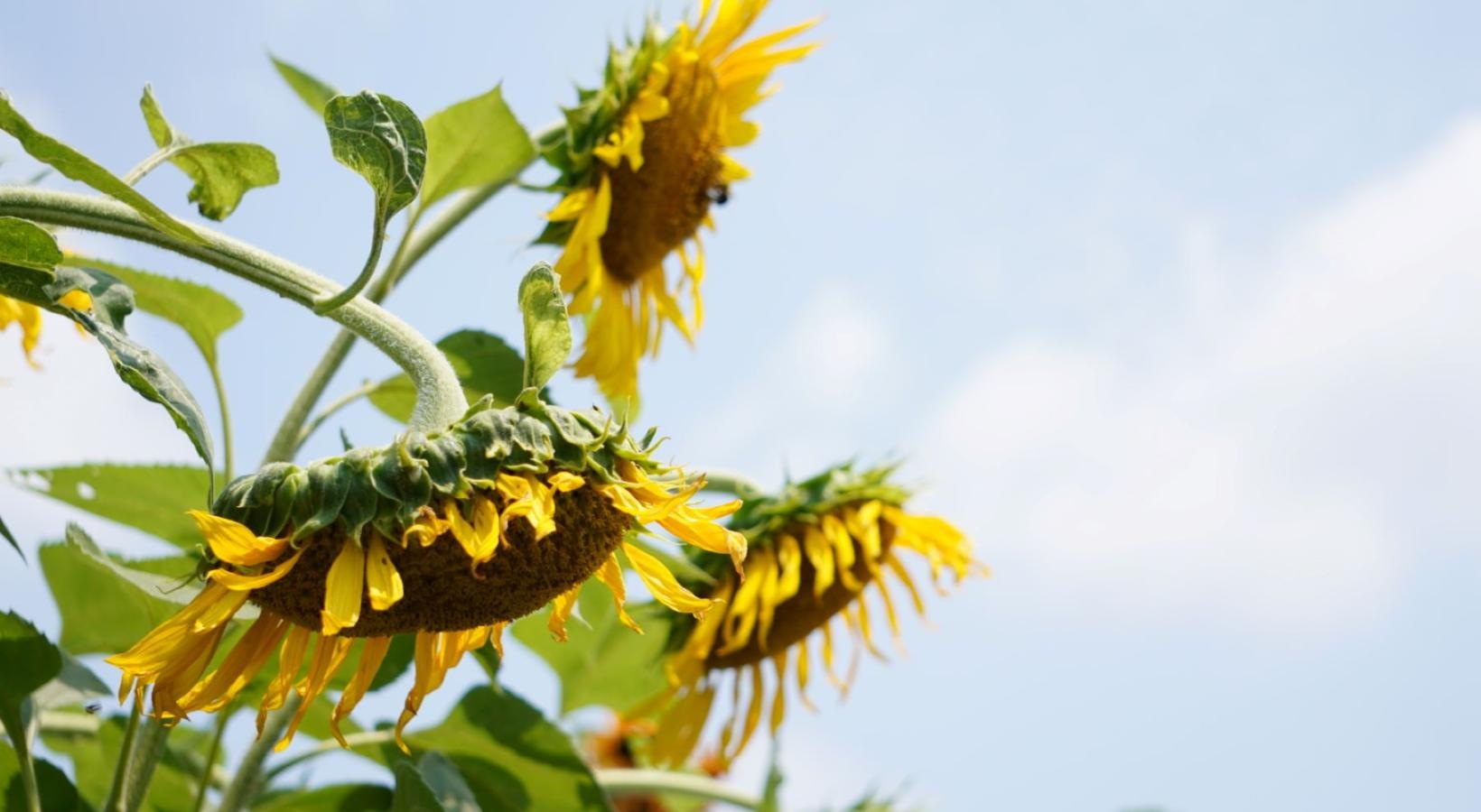 Settle into comfort at The Mordecai on Clover a sunflower with leaves