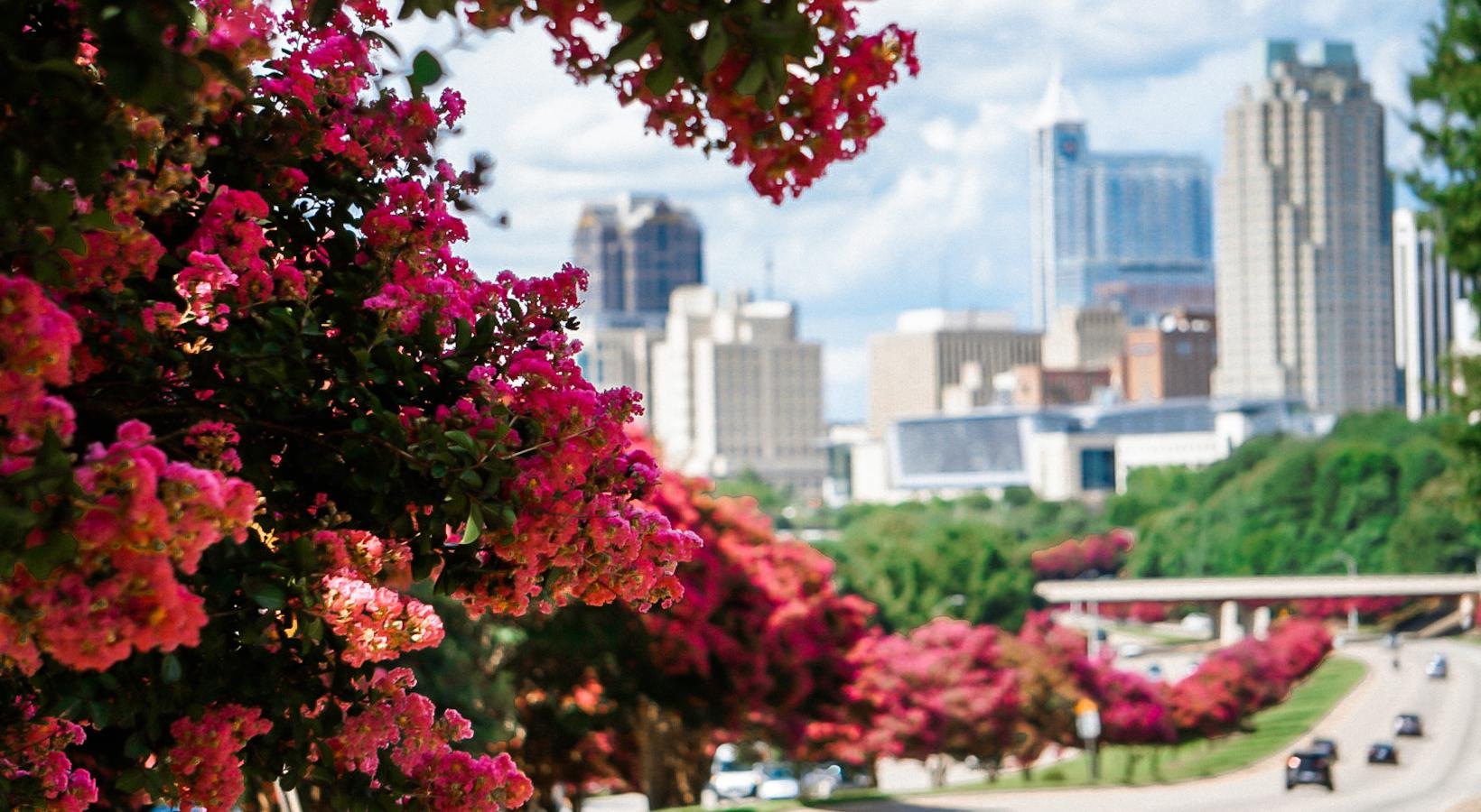 Settle into comfort at The Mordecai on Clover a street with cars and trees with buildings in the background